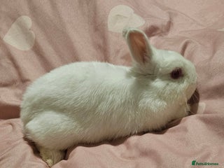 Netherland Dwarf rabbits Netherland dwarf - Advert 4