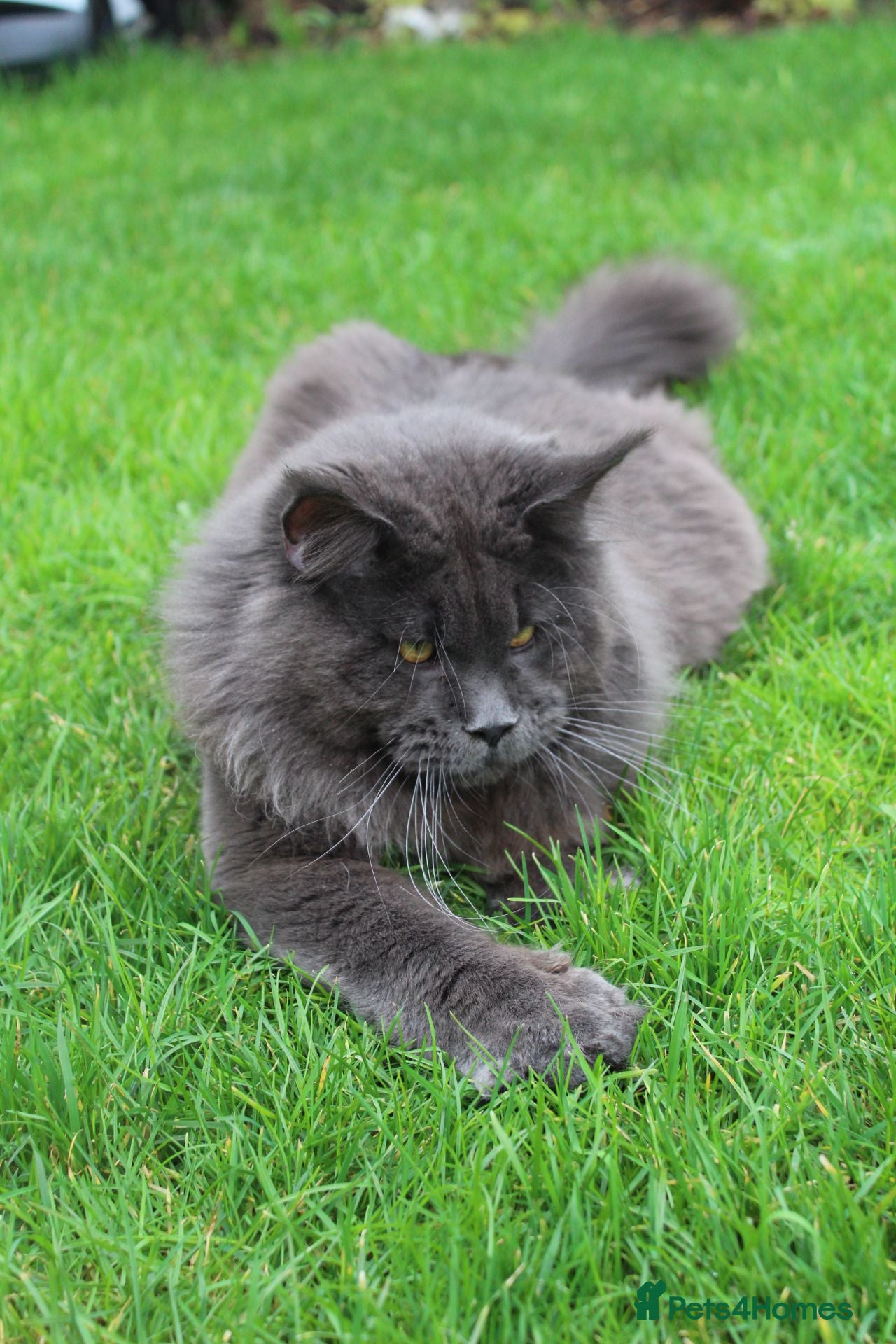 Maine Coon cats Maximus Majestic Maine Coon Stud  - Advert 1