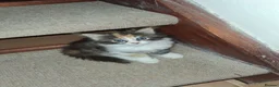 Domestic Shorthair cats for sale: Kitten ready to leave with toys - Advert 4