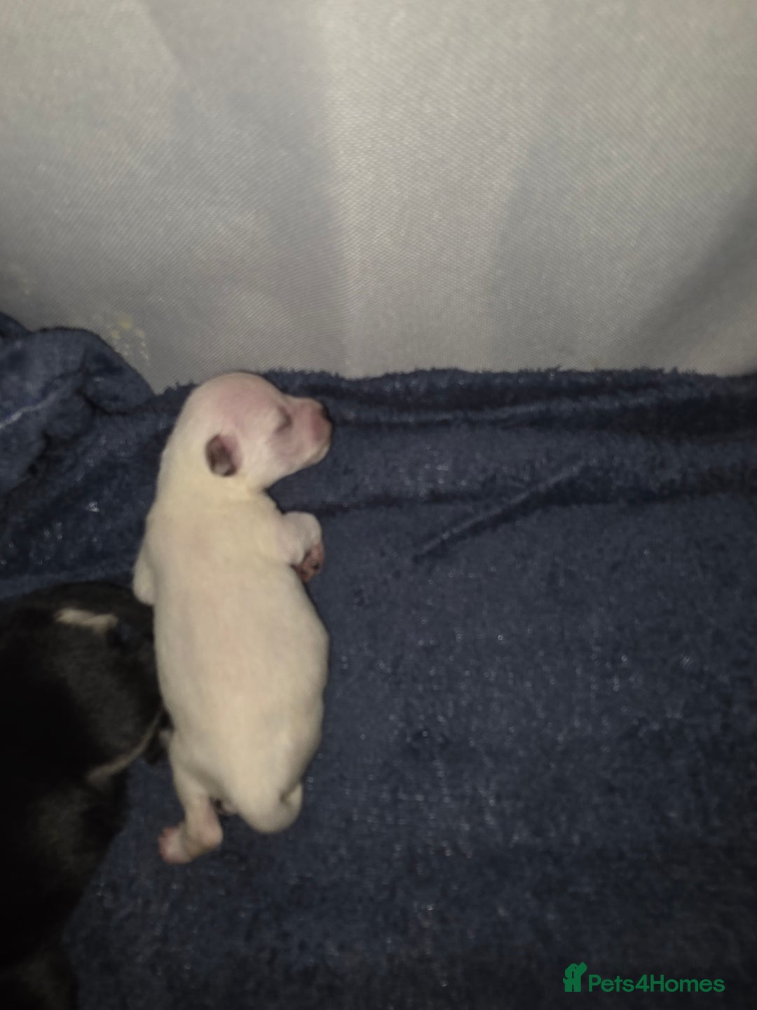 Miniature Schnauzer dogs for sale: Miniature Schnauzer Puppies - Image 3