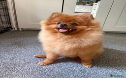 Pomeranian dogs for sale: 6 month old pomeranian  - Image 23