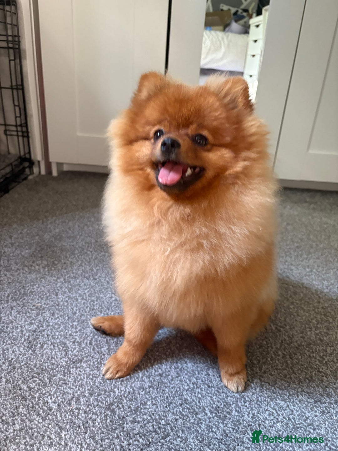 Pomeranian dogs for sale: 6 month old pomeranian  - Image 23