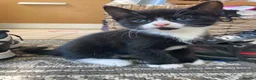 Mixed Breed cats for sale: adorable Kittens - Advert 7