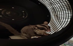 Sugar Glider rodents for sale: 3 Sugar Gliders for sale - Image 4