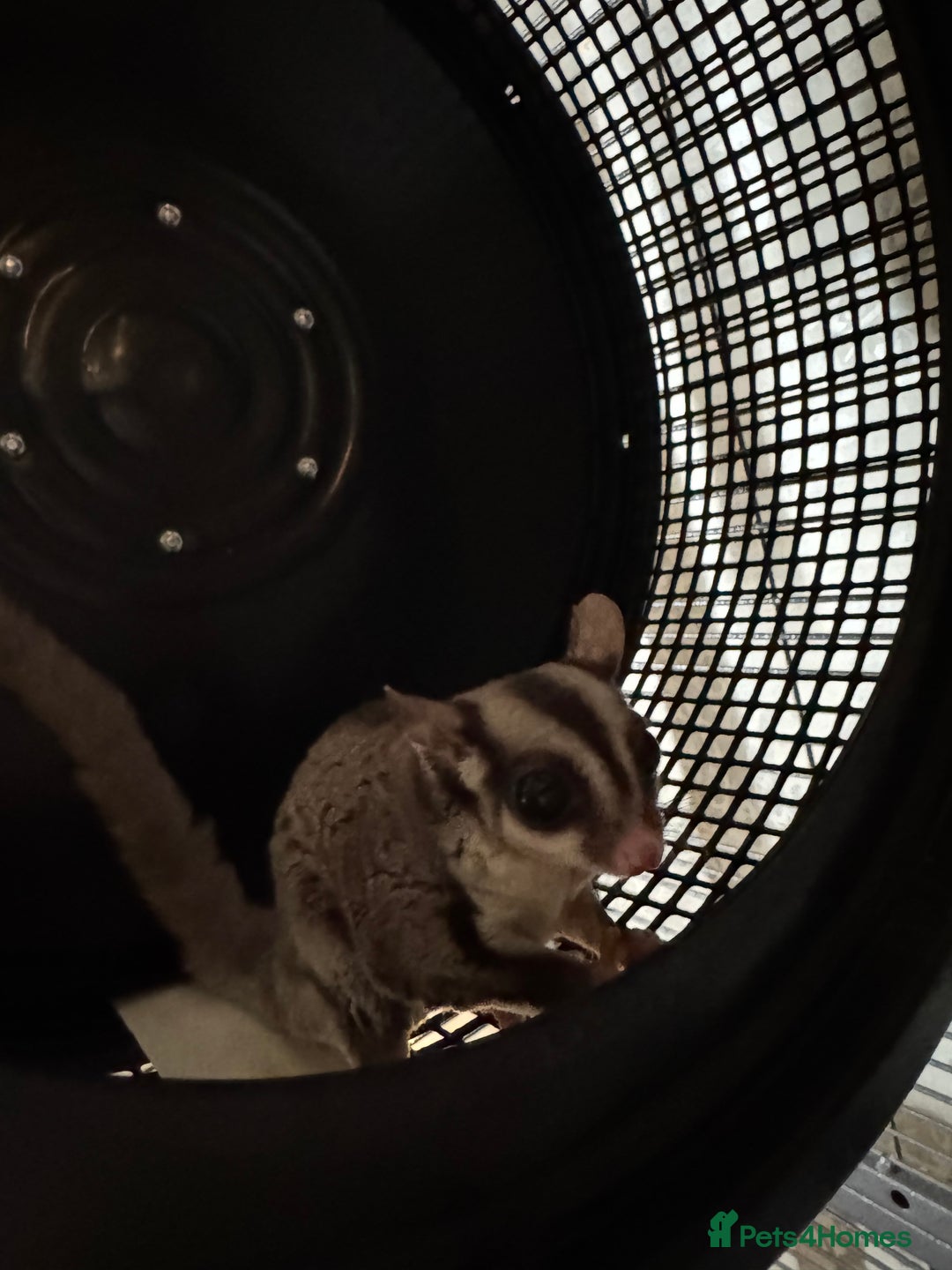 Sugar Glider rodents for sale: 3 Sugar Gliders for sale - Image 4