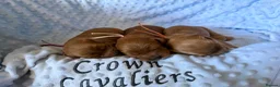 Cavapoo dogs for sale: F1 RED CAVAPOOS HEALTH TESTED KC PARENTS LICENSED  - Advert 18