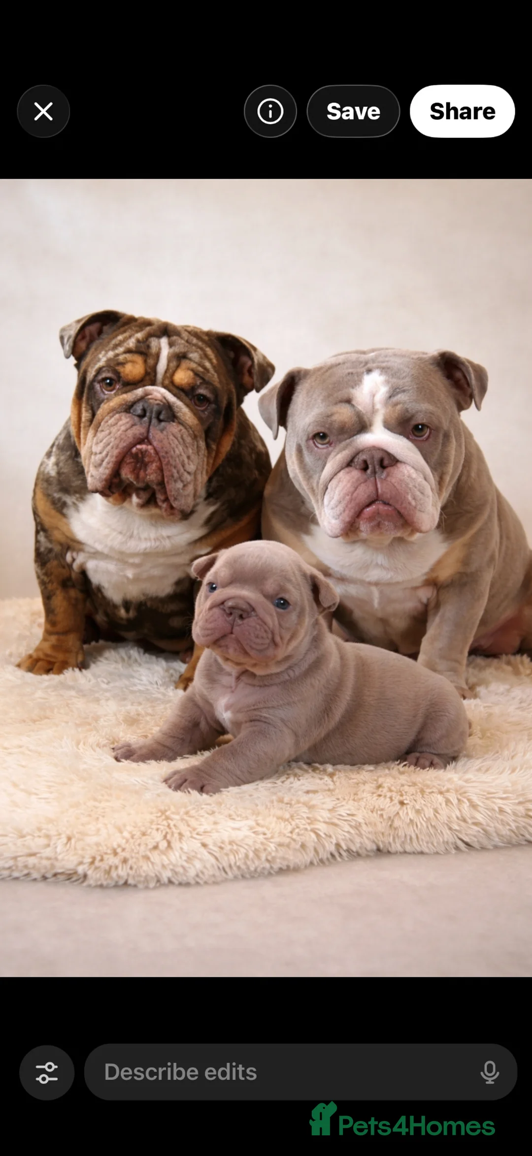 English Bulldog dogs for sale: Beautiful Female lilac and tan Bulldog  in Southampton - Advert 2