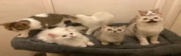 Munchkin cats for sale: Full Pedigree Munchkin Kittens - Advert 23