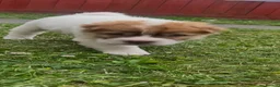 Shar Pei dogs for sale: Ready now !!! flower bear coats kc - Advert 13