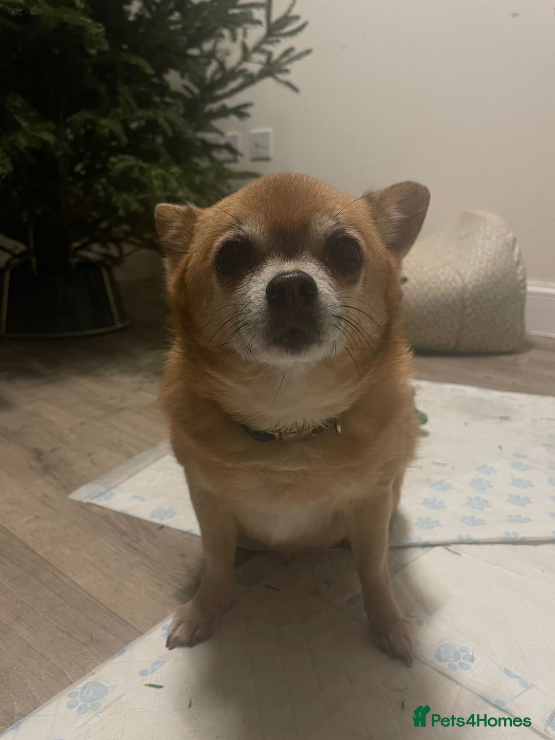 Chihuahua dogs for sale: Pocket size longhaired Beautiful Chihuahua Girl - Advert 5