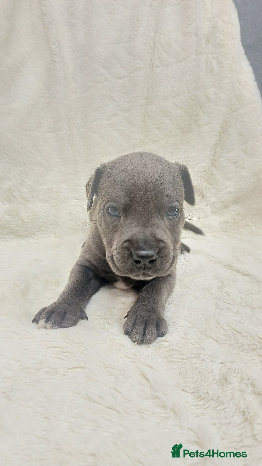 Staffordshire Bull Terrier dogs for sale: Beautiful blue staffy puppies  - Advert 3