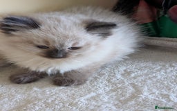 Ragdoll cats for sale:  Ragdoll kitten  - Advert 2