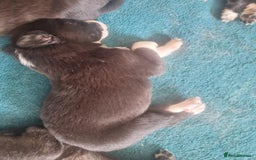 Border Collie dogs for sale: new litter of border collie pups for sale  - Image 7