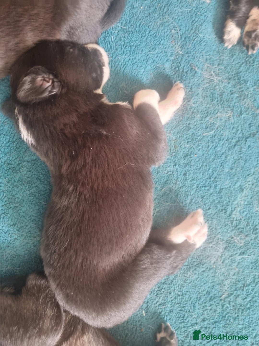 Border Collie dogs for sale: new litter of border collie pups for sale  - Image 7