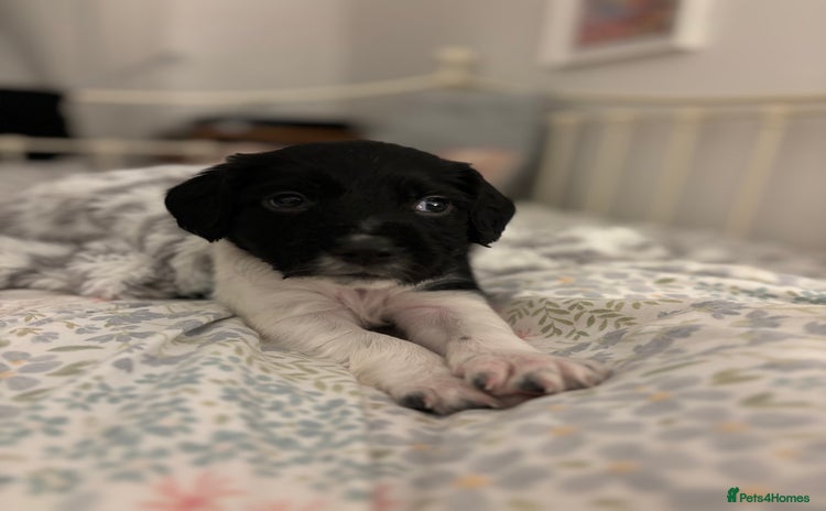 English Springer Spaniel dogs - Advert 2