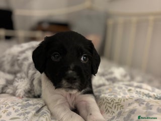 English Springer Spaniel dogs - Advert 2