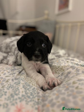 English Springer Spaniel dogs - Advert 1