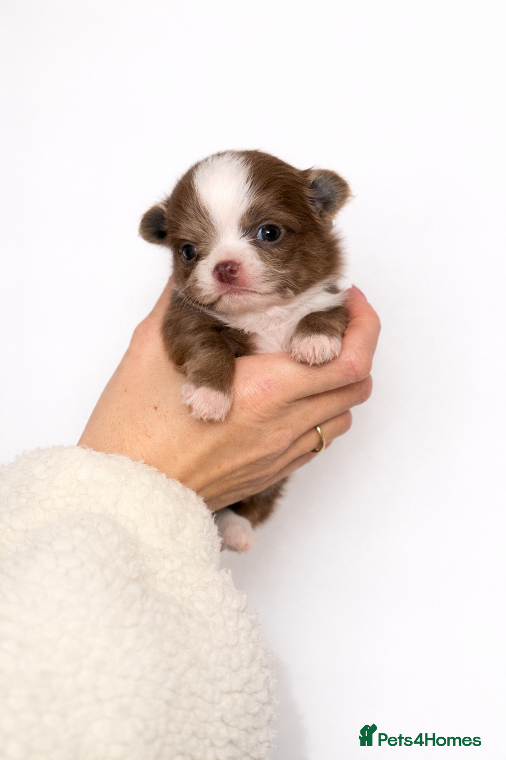 Chihuahua dogs 🤎 Special Silver, Merle & Chocolate Chihuahuas - Advert 4