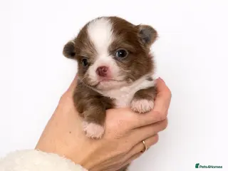 Chihuahua dogs 🤎 Special Silver, Merle & Chocolate Chihuahuas - Advert 1