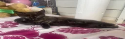 Mixed Breed cats for sale: Kitten for sale - Advert 3