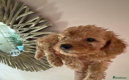 Cavapoo dogs for sale: Beautiful TOY Cavapoo puppies  - Image 12