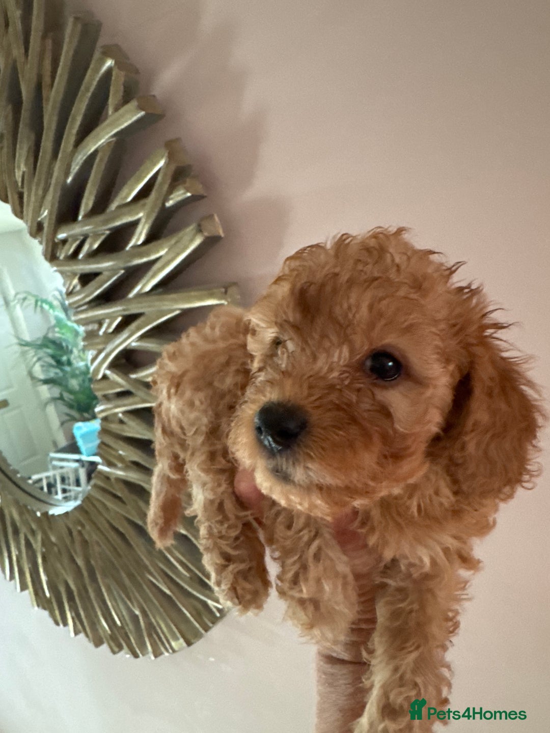 Cavapoo dogs for sale: Beautiful TOY Cavapoo puppies  - Image 12