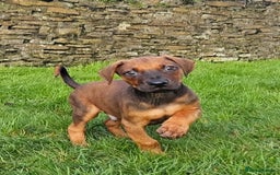 Rhodesian Ridgeback dogs for sale: Rhodesian Doberman  - Advert 6