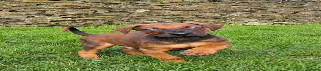 Rhodesian Ridgeback Puppy 2