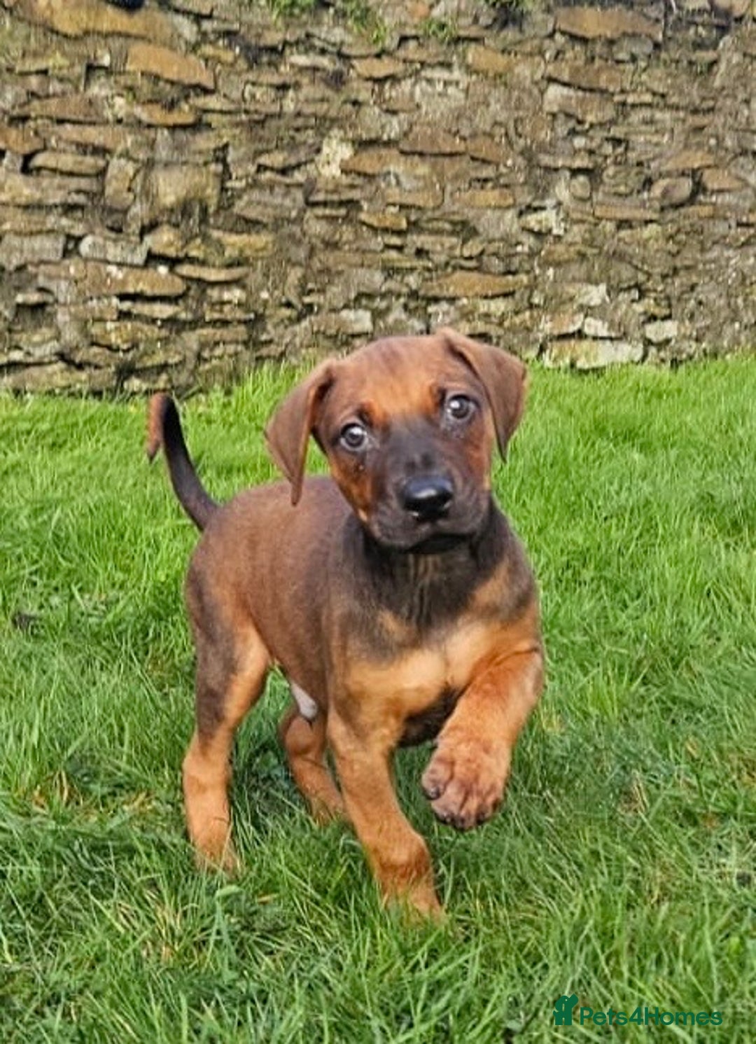 Rhodesian Ridgeback dogs for sale: Rhodesian Doberman  - Advert 6