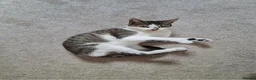Mixed Breed cats for sale: Cat lover needed, new home for Brie in Ferryhill - Advert 5