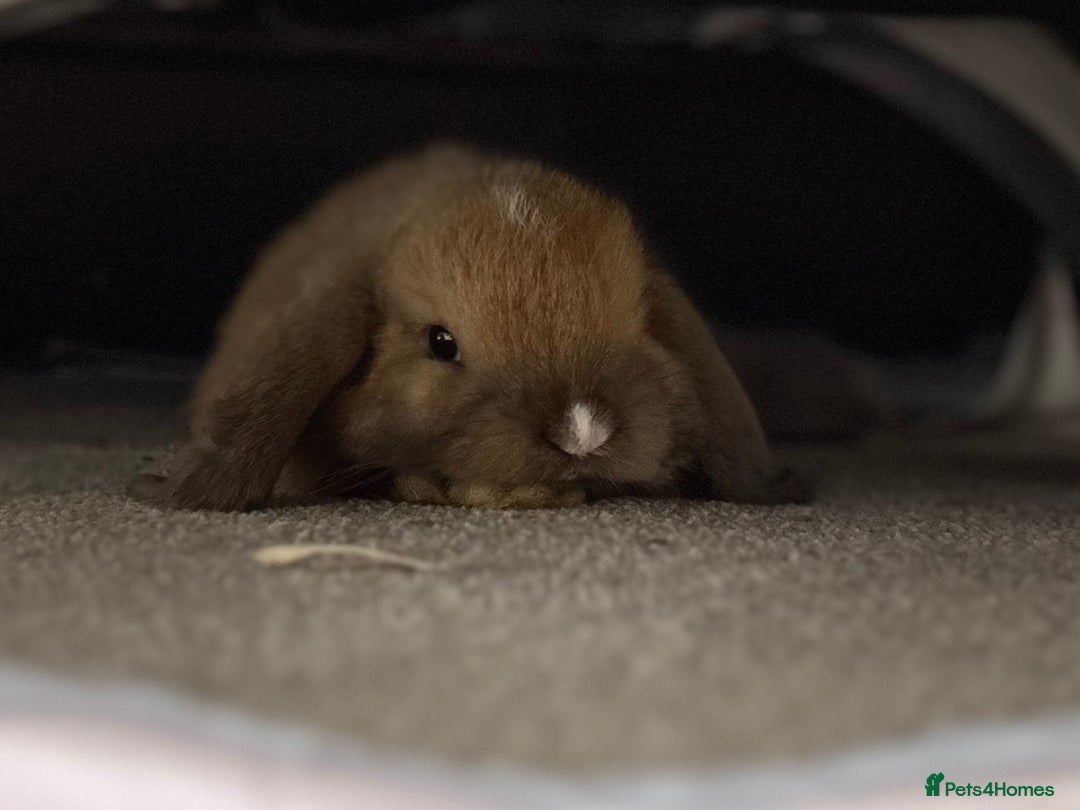 Mini Lop rabbits for sale: 2 beautiful mini lop girls available  - Image 9