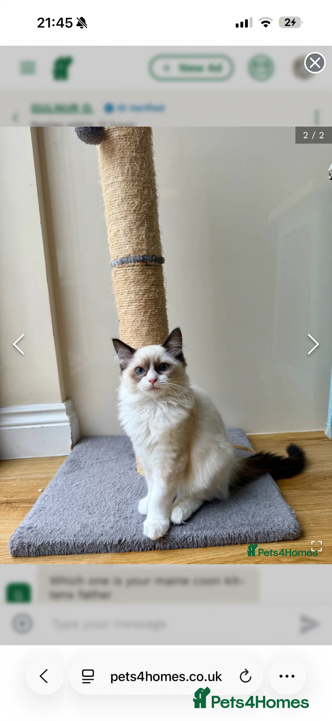 Ragdoll cats for sale: One last bicolour boy is still available  - Advert 1