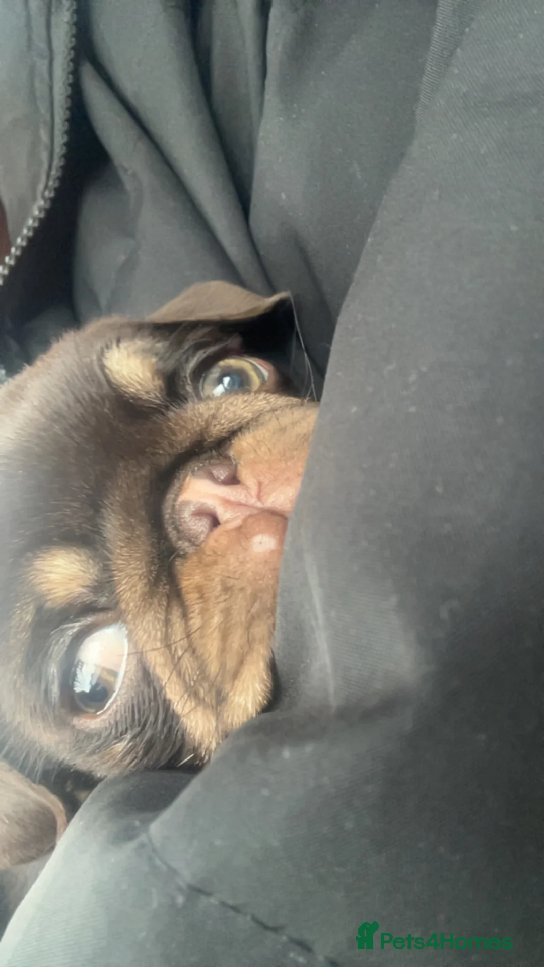 Pug dogs for sale: Chocolate and tan female pug  - Advert 4
