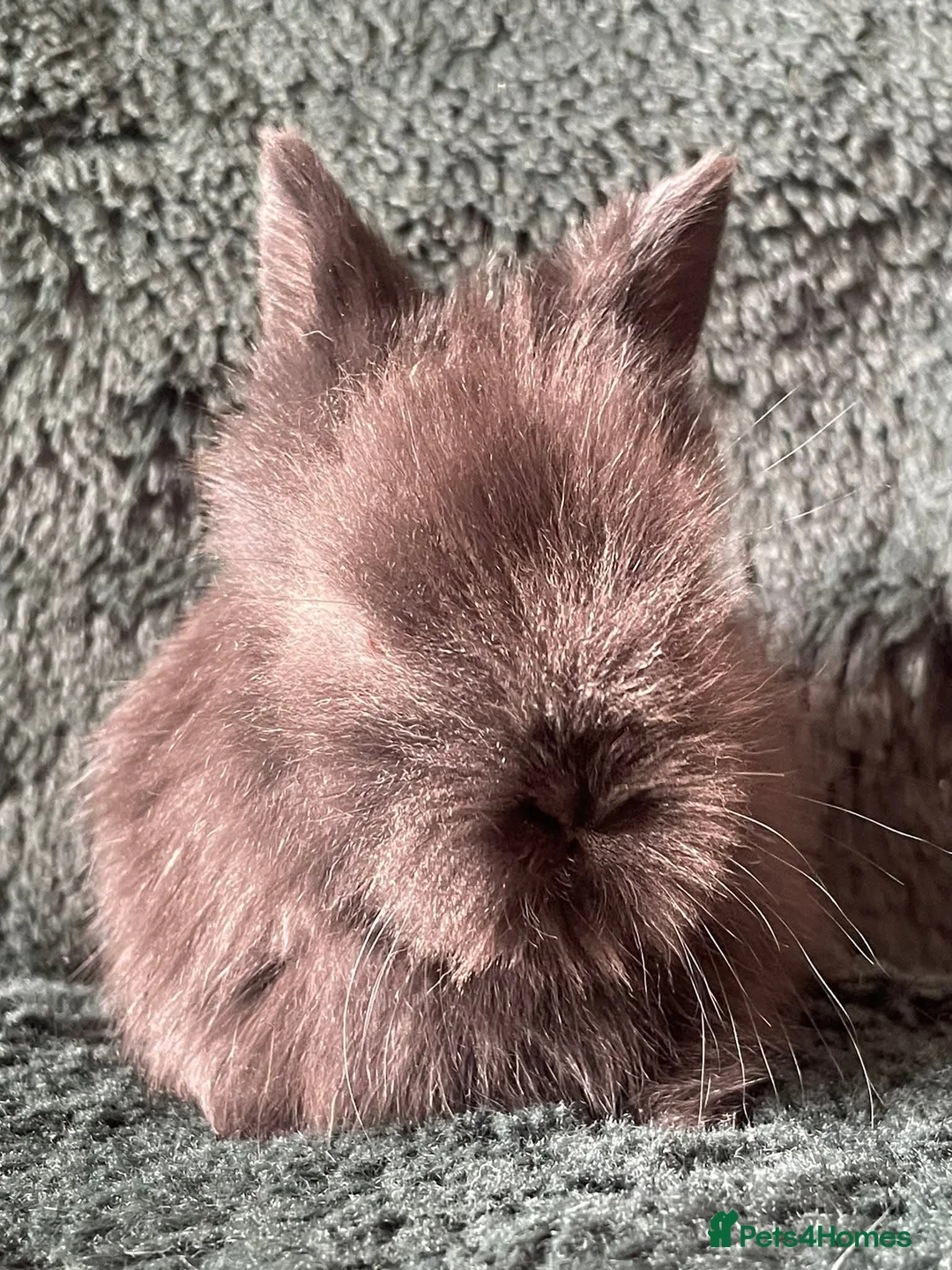 Lionhead rabbits for sale: Four does for sale in Bridgwater - Advert 2