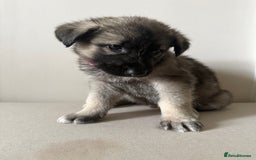Mixed Breed dogs for sale: Alaskan Malamute x German Shepard Cross puppies - Image 13