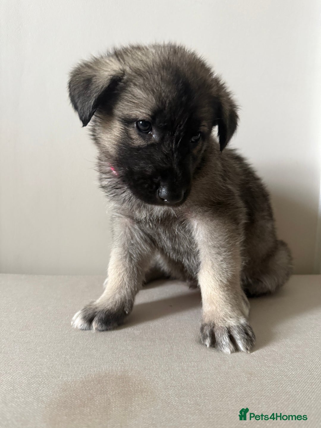 Mixed Breed dogs for sale: Alaskan Malamute x German Shepard Cross puppies - Image 13