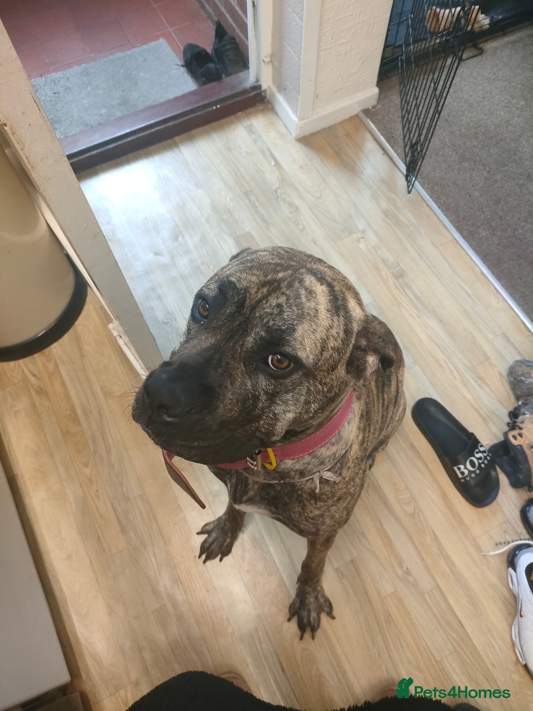 Presa Canario dogs for sale: Pressa canario female  - Image 3