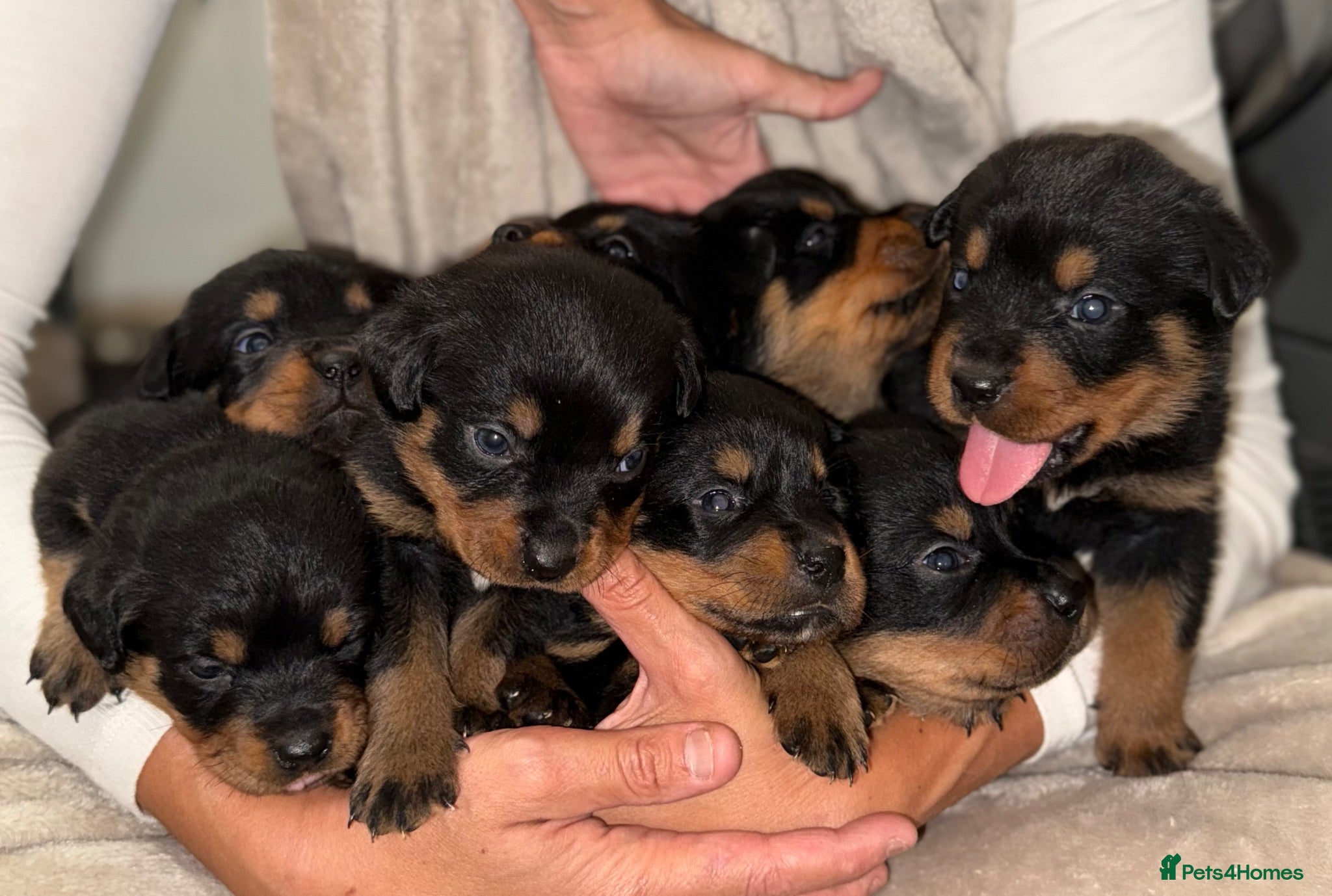 Rottweiler dogs ✨✨Beautiful Chunky Rottweiler Puppies✨✨ - Advert 2