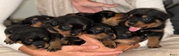 Rottweiler dogs for sale: ✨✨Beautiful Chunky Rottweiler Puppies✨✨ - Advert 2