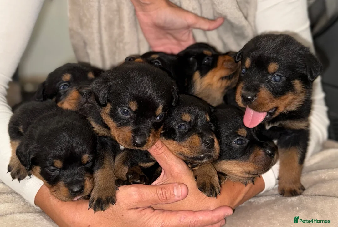 Rottweiler dogs for sale: ✨✨Beautiful Chunky Rottweiler Puppies✨✨ - Advert 2