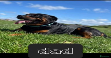 Rottweiler dogs - Advert 7