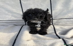Cockapoo dogs for sale: 🐾STUNNING F1 COCKERPOOS 🐾health tested parents🐾 - Image 6
