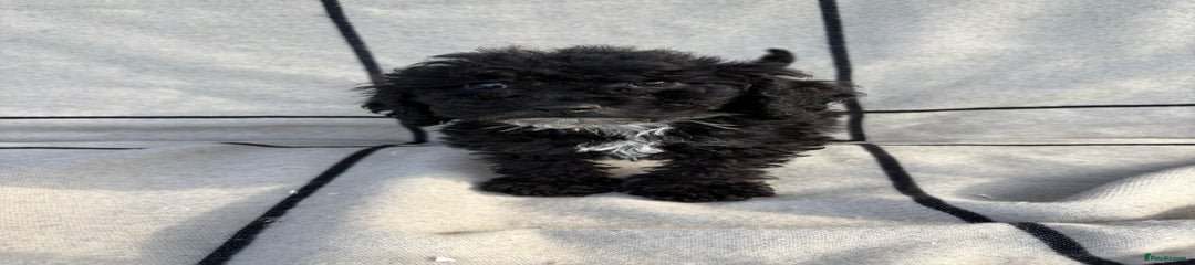 Cockapoo Puppy 5