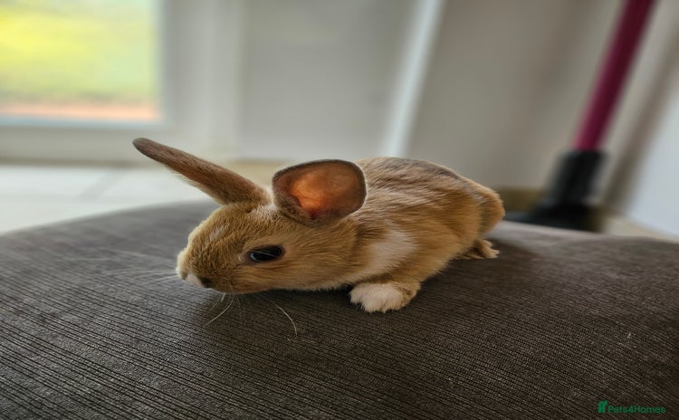 Mixed Breed rabbits - Advert 3