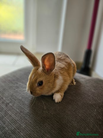 Mixed Breed rabbits - Advert 3