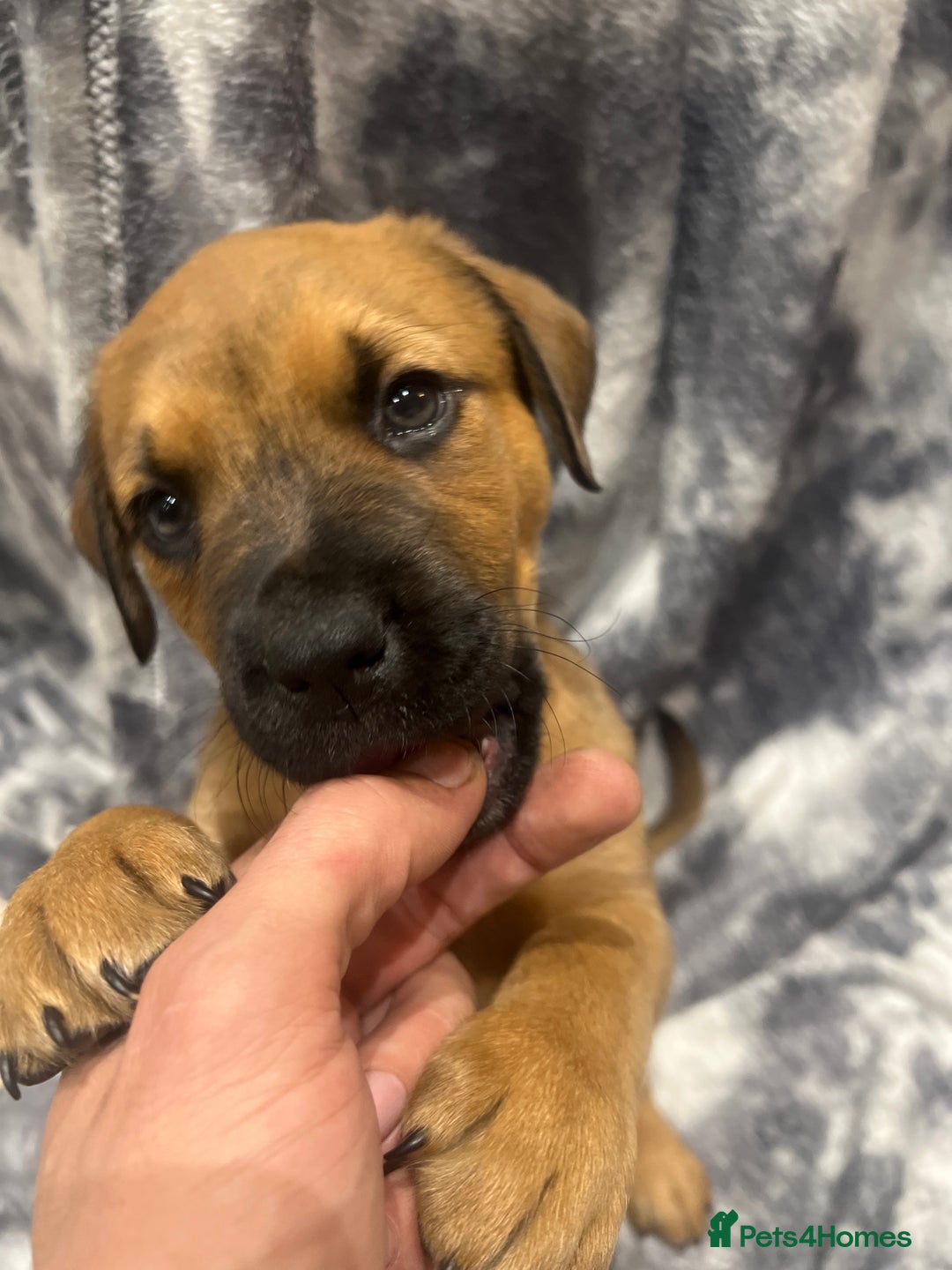 Mixed Breed dogs for sale: STAFFWEILERS LAST 2 GIRLS e Cream and d CARRIERS - Image 14