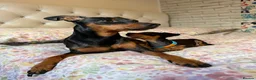 Miniature Pinscher dogs for sale: Miniature Pinscher Puppies for sale  - Advert 16