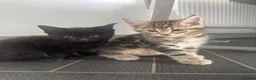 Maine Coon cats for sale: Main coon X kittens - Advert 2