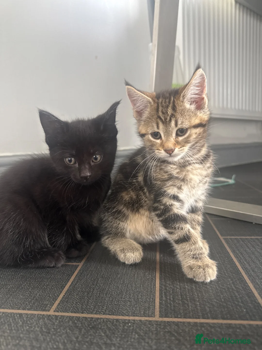 Maine Coon cats for sale: Main coon X kittens - Advert 2