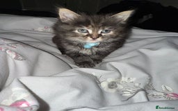 Mixed Breed cats for sale: 3 beautiful maincoon cross kittens  - Image 6